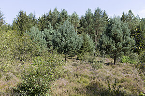 Naturwaldreservat Adelsberg-Lutzelhardt