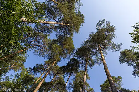 Kiefern im Wald von Dambach