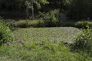 Weiher nahe der Auberge Moenkalb