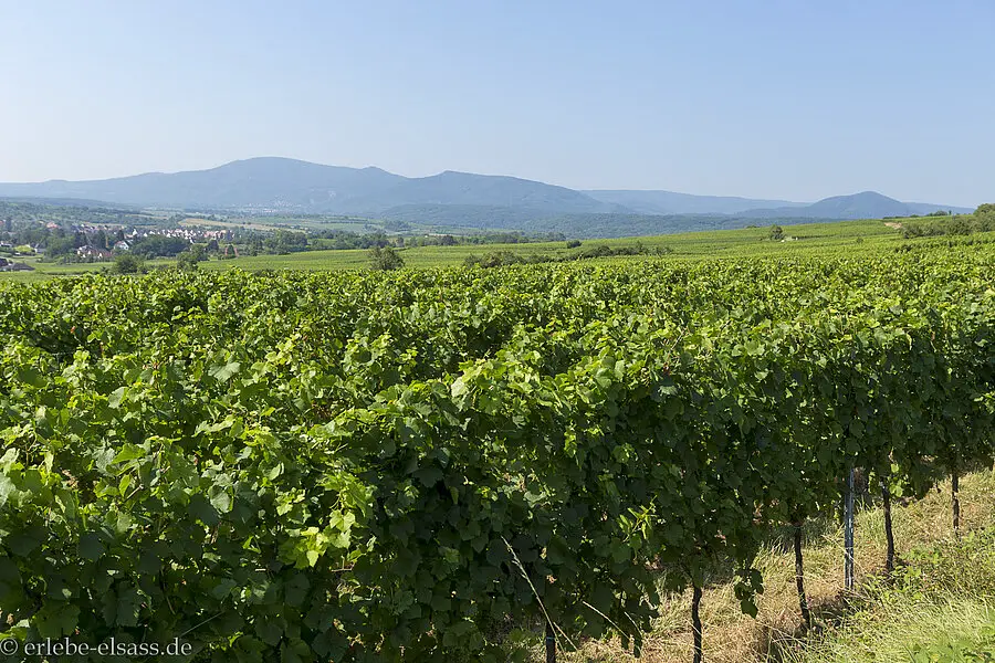 Aussicht über den Weinberg zu den Vogesen