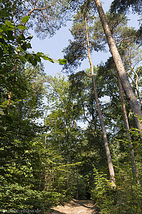 Wanderung zum Château Hohenfels