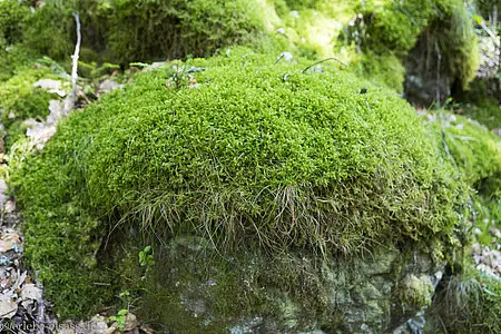 Weißmoos auf einem Baumstumpf am Netzenbach