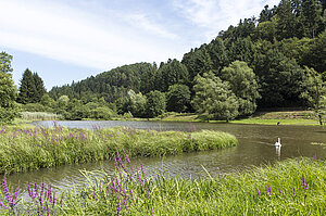 Fischweiher im Rehbachtal bei Graufthal