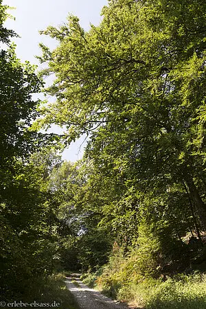 Wanderung um den Buxenberg