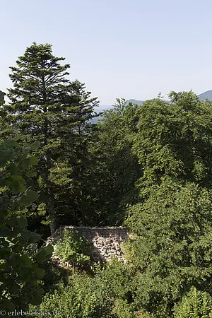 Auf der Ruine Grand Ringelstein