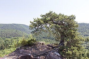 Auf der Burg Blumenstein