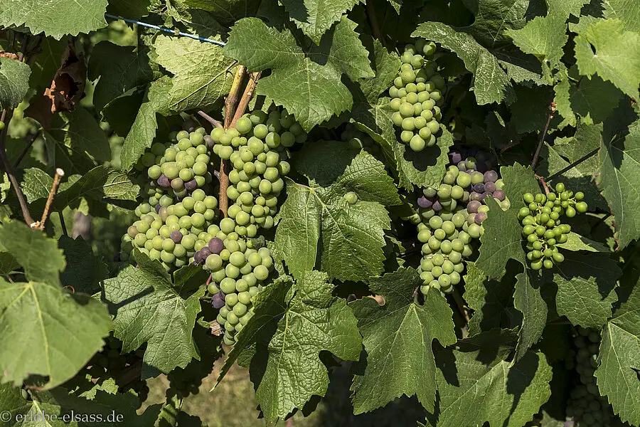 Weinreben bei Rosheim