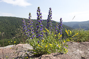 Gewöhnlicher Natternkopf (Echium vulgare)