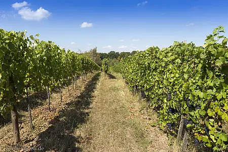 Weinberg mit Klevener Reben bei Heiligenstein