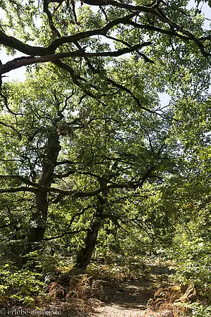 Wanderung auf den Wüstenberg im Elsass