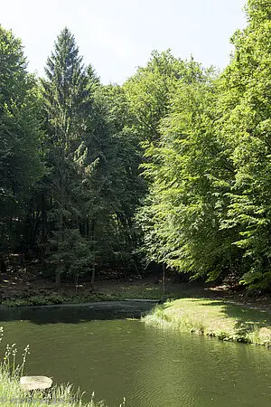 Kindelsweiher im Langenbachtal