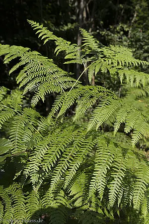 Echter Wurmfarn oder auch Männerfarn