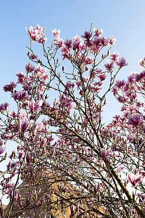 Magnolienblüte in Weißenburg